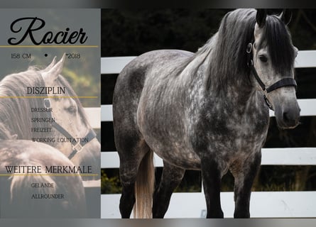 Other Breeds, Gelding, 8 years, 15.1 hh, Grey-Dark-Tan