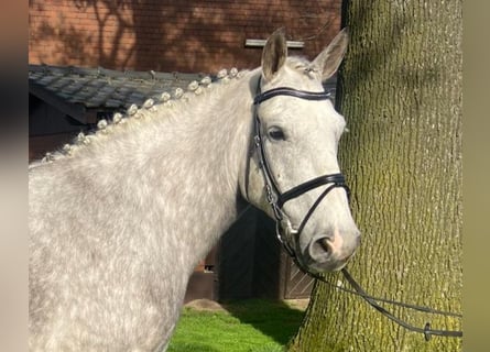 Other Breeds, Gelding, 8 years, 15.2 hh, Gray