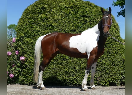 Other Breeds, Gelding, 8 years, 15,2 hh, Pinto