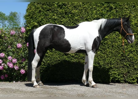 Other Breeds, Gelding, 8 years, 15,2 hh, Pinto
