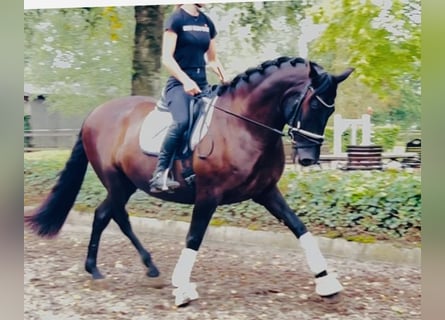 Other Breeds, Gelding, 8 years, 16.1 hh, Black