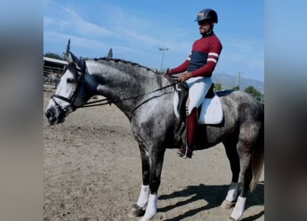 Other Breeds, Gelding, 8 years, 16.1 hh, Gray