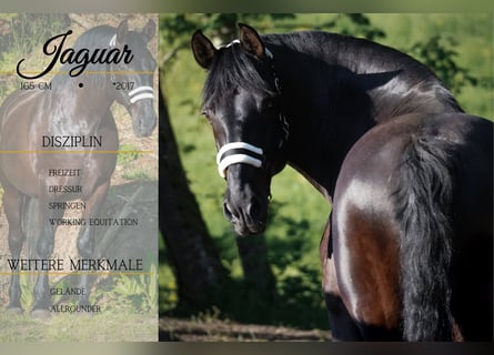 Other Breeds, Gelding, 8 years, 16 hh, Black