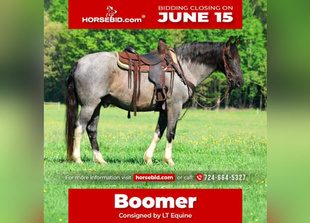 Other Breeds, Gelding, 8 years, Roan-Blue