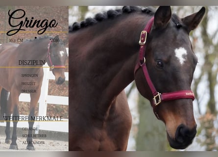 Other Breeds, Gelding, 9 years, 15.3 hh, Brown