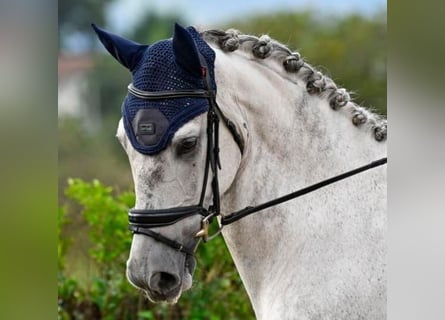 Other Breeds Mix, Gelding, 9 years, 16.2 hh, Gray