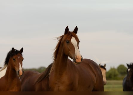 Other Breeds, Mare, 10 years, 14.2 hh, Chestnut-Red