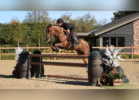 Other Breeds, Mare, 10 years, 14 hh