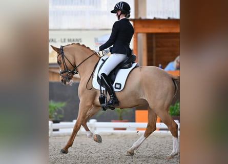 Other Breeds, Mare, 10 years, 14,1 hh, Chestnut