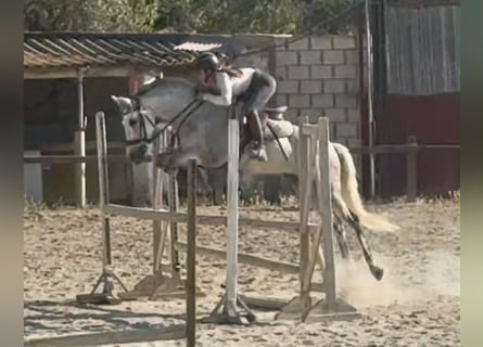 Other Breeds, Mare, 10 years, 15.1 hh, Grey
