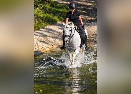 Other Breeds, Mare, 10 years, 15.1 hh, Pinto
