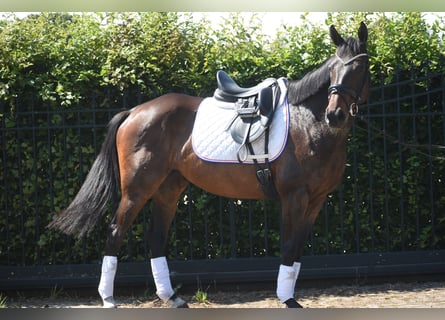 Other Breeds, Mare, 10 years, 15.2 hh