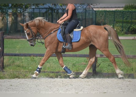 Other Breeds, Mare, 10 years, 15.3 hh, Chestnut-Red