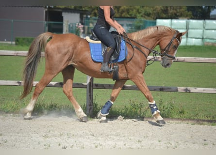 Other Breeds, Mare, 10 years, 15.3 hh, Chestnut-Red