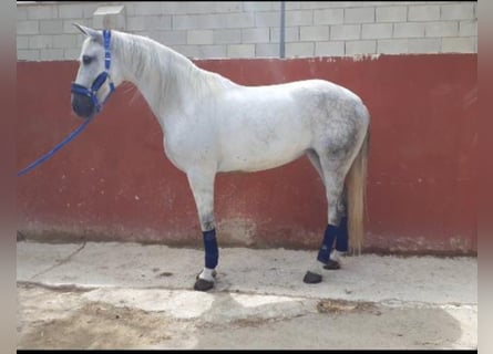 Other Breeds, Mare, 10 years, 15.3 hh, Gray