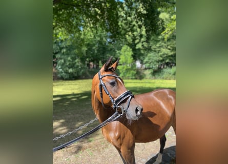 Other Breeds, Mare, 11 years, 13,2 hh, Brown