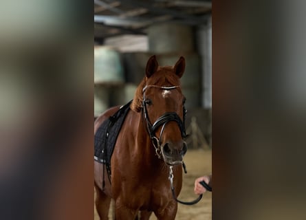 Other Breeds, Mare, 11 years, 14,2 hh, Chestnut-Red