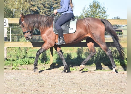 Sonstige Rassen, Stute, 11 Jahre, 15,2 hh, Dunkelbrauner