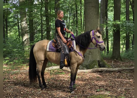 Other Breeds Mix, Mare, 11 years, 15,1 hh, Dun