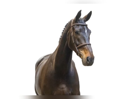 Other Breeds, Mare, 11 years, 16.3 hh, Bay-Dark