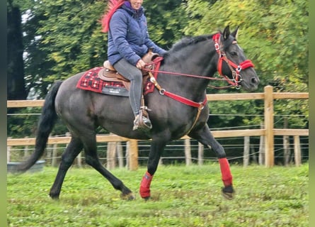Other Breeds, Mare, 11 years, Black