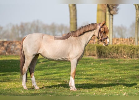 Other Breeds, Mare, 12 years, 12.1 hh, Roan-Bay