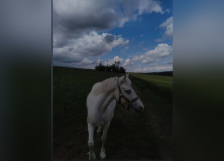Other Breeds, Mare, 12 years, 13 hh, Grey