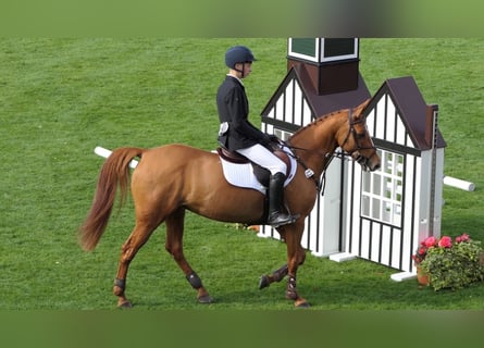 Other Breeds, Mare, 12 years, 14,2 hh, Chestnut-Red