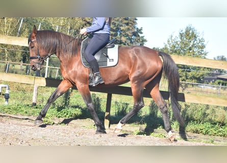 Other Breeds, Mare, 12 years, 15,3 hh, Bay-Dark