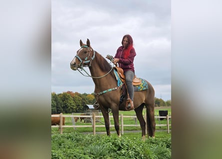Other Breeds, Mare, 12 years, 15,1 hh, Brown