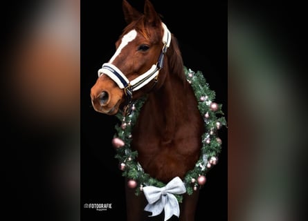 Other Breeds, Mare, 12 years, 16 hh, Chestnut-Red