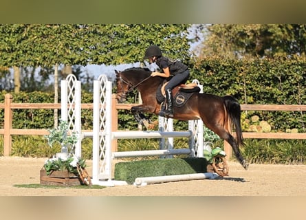 Other Breeds, Mare, 13 years, 12.2 hh