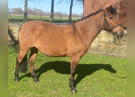 Other Breeds, Mare, 13 years, 12,3 hh, Brown