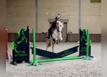Other Breeds, Mare, 13 years, 13.1 hh, Gray