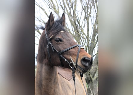 Other Breeds, Mare, 13 years, 14.1 hh, Brown