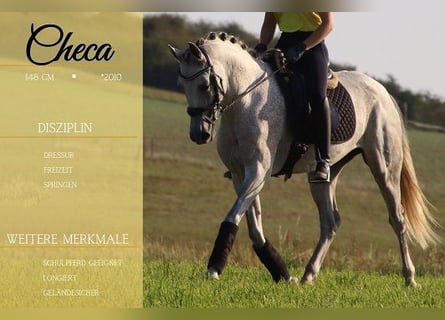 Other Breeds, Mare, 13 years, 14.2 hh, Gray