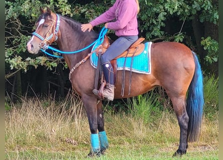 Other Breeds, Mare, 13 years, 15.1 hh, Bay-Dark