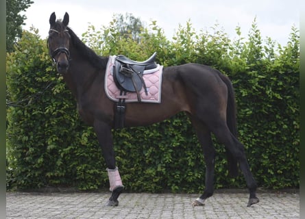 Other Breeds, Mare, 13 years, 15.2 hh, Brown