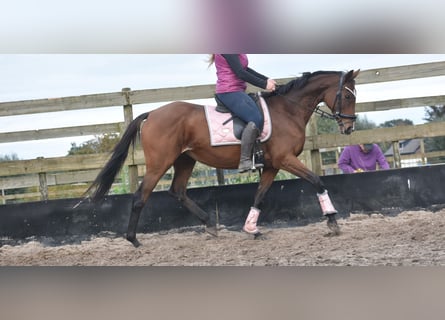 Other Breeds, Mare, 13 years, 15,3 hh, Bay-Dark