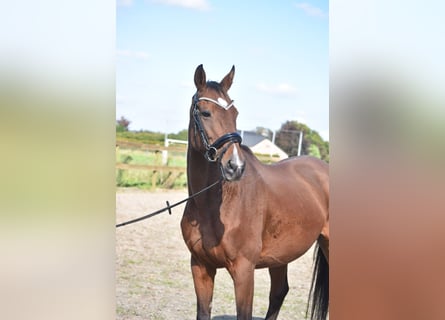 Other Breeds, Mare, 13 years, 15,3 hh, Brown