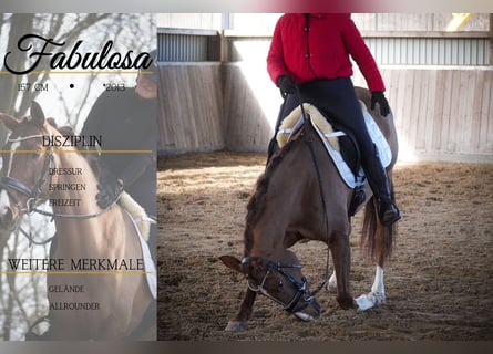 Other Breeds, Mare, 13 years, 15,1 hh, Chestnut