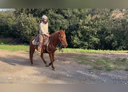 Other Breeds, Mare, 14 years, 13,3 hh, Chestnut-Red