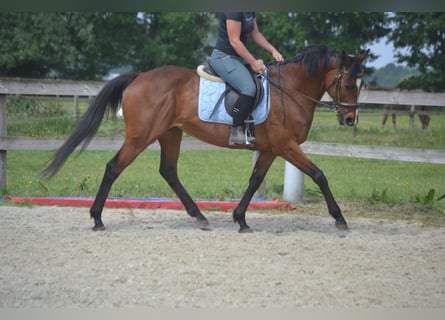 Other Breeds, Mare, 14 years, 15,1 hh, Brown
