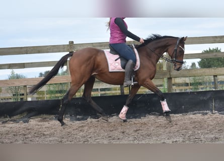 Other Breeds, Mare, 14 years, 16 hh, Brown