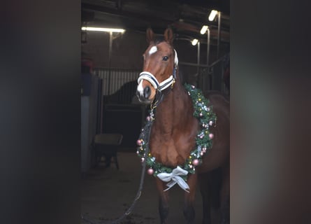 Other Breeds, Mare, 14 years, 16 hh, Brown