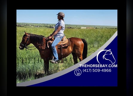 Other Breeds, Mare, 14 years, Bay