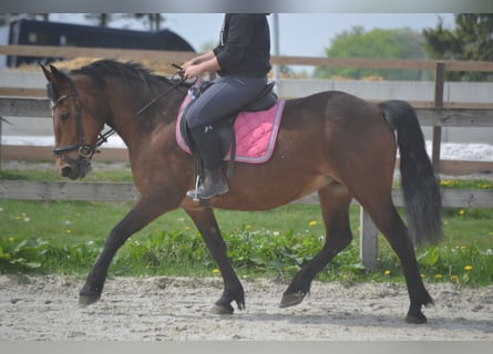 Other Breeds, Mare, 15 years, 14.1 hh, Brown