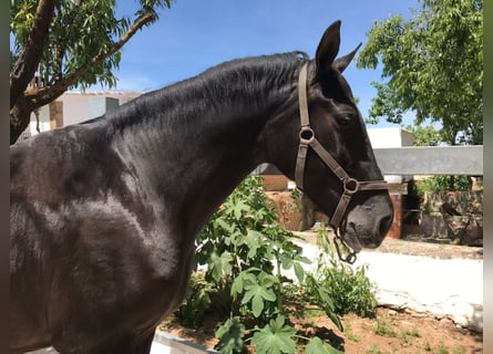 Other Breeds Mix, Mare, 15 years, 16 hh, Black