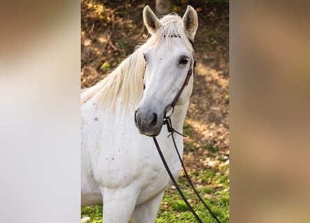Other Breeds, Mare, 16 years, 15.2 hh, Grey