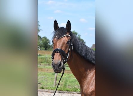 Other Breeds, Mare, 18 years, 15.2 hh, Bay